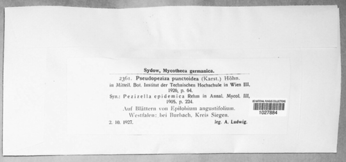 Pseudopeziza punctoidea image